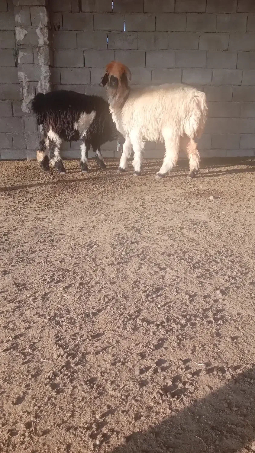 بره کوه|حیوانات مزرعه|گتوند, |دیوار