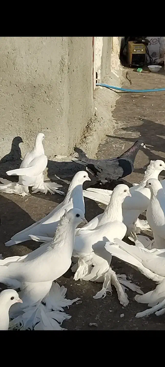 کبوترلوتیپاپر|پرنده|اهر, |دیوار