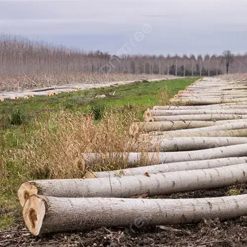 چوب صنوبر|عمدهفروشی|شاهین دژ, |دیوار