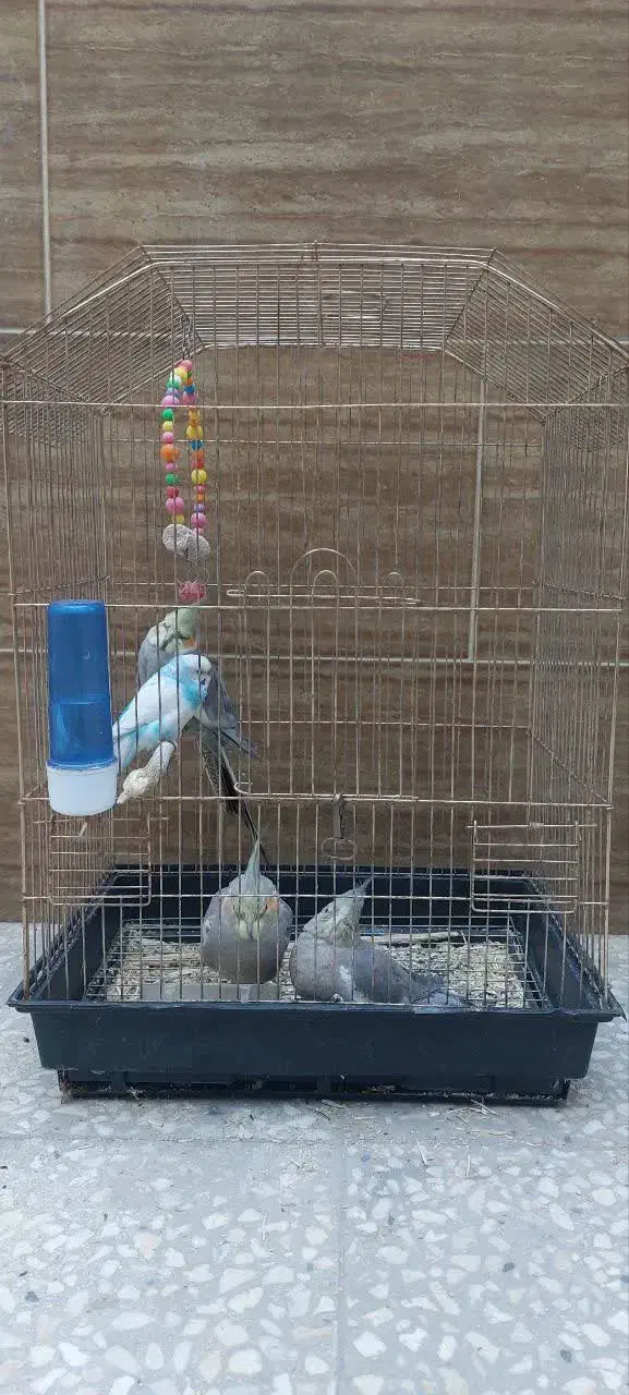 طوطی عروس|پرنده|قم, دورشهر|دیوار