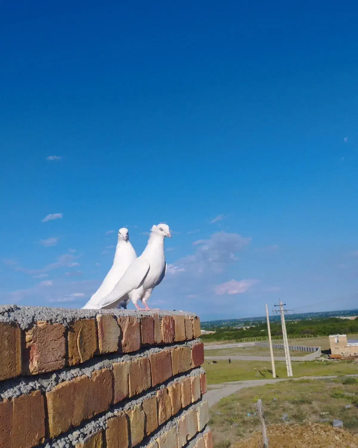 کبوتر|پرنده|ارومیه, |دیوار