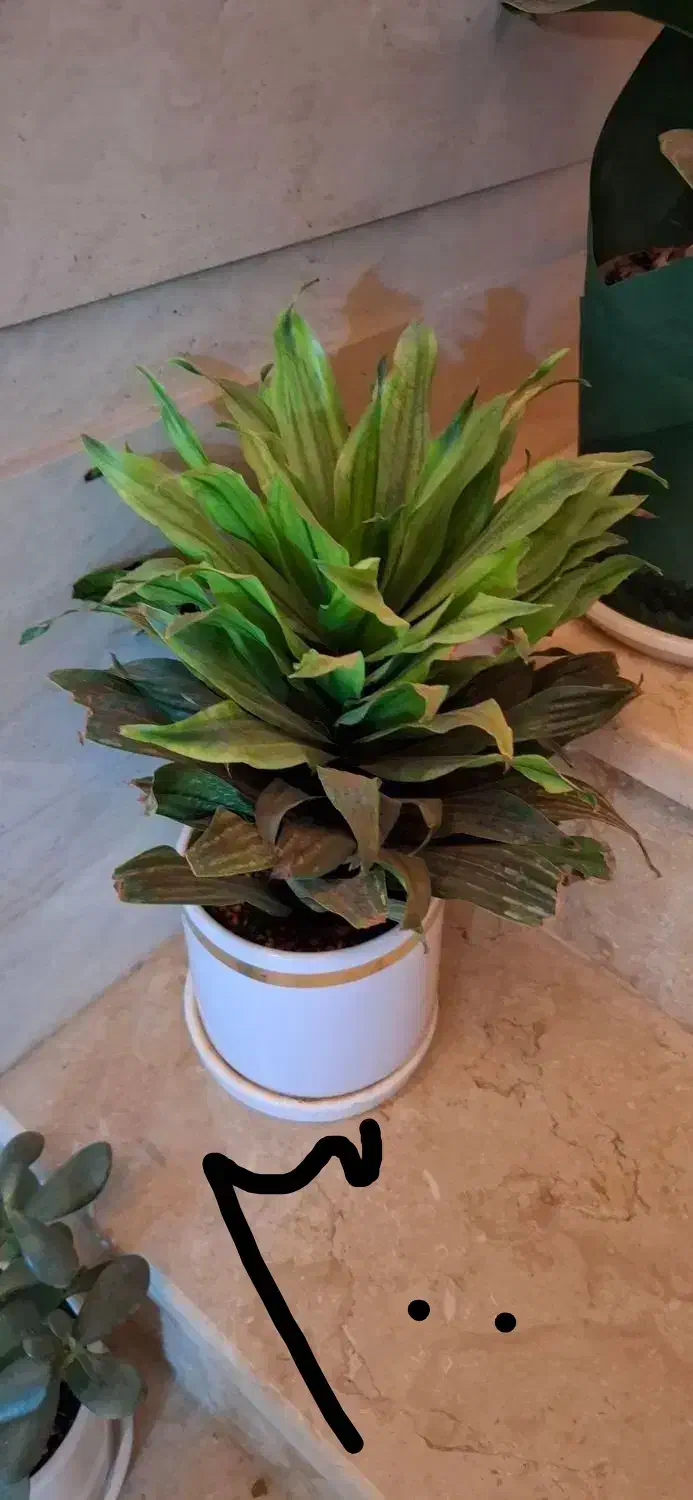 تعداد گل آپارتمانی با گلدان سرامیکی|گل و گیاه طبیعی|شاهین‌شهر, شهرک ردانی پور|دیوار