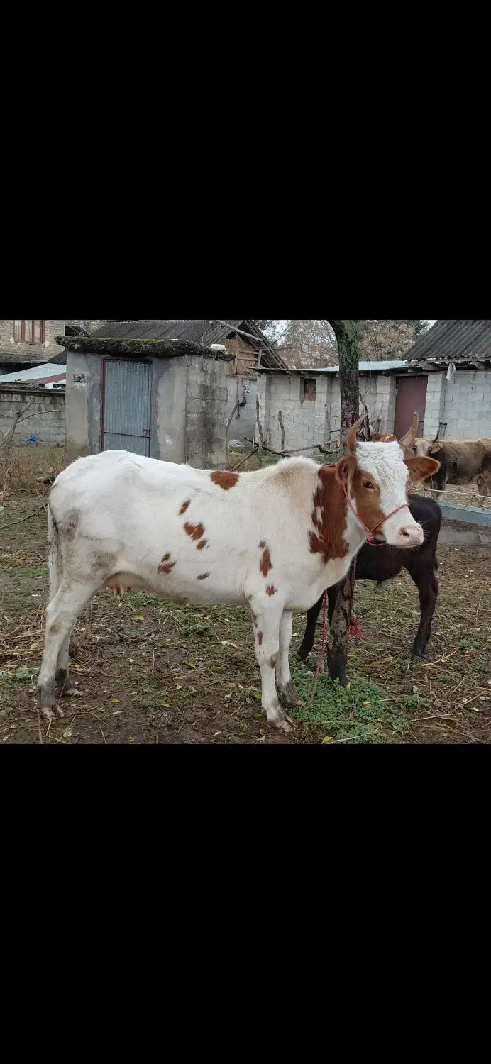 گاو چالوسی باگوساله نر هلیشتان اث|حیوانات مزرعه|رشت, سعدی (تختی)|دیوار