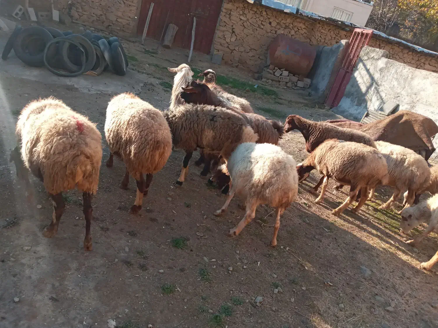 ۱۰ راس گوسفند شیره دار و ۲ راس خرت شیره دار|حیوانات مزرعه|مریوان, |دیوار