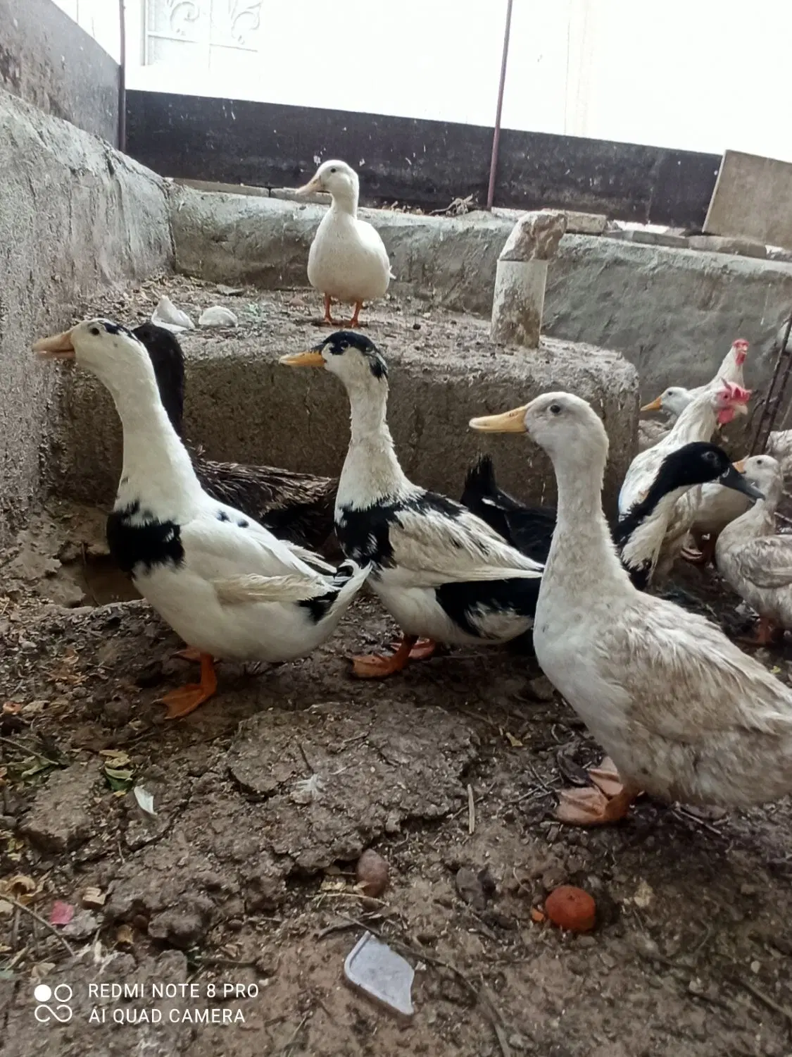 اردک|حیوانات مزرعه|بوشهر, |دیوار