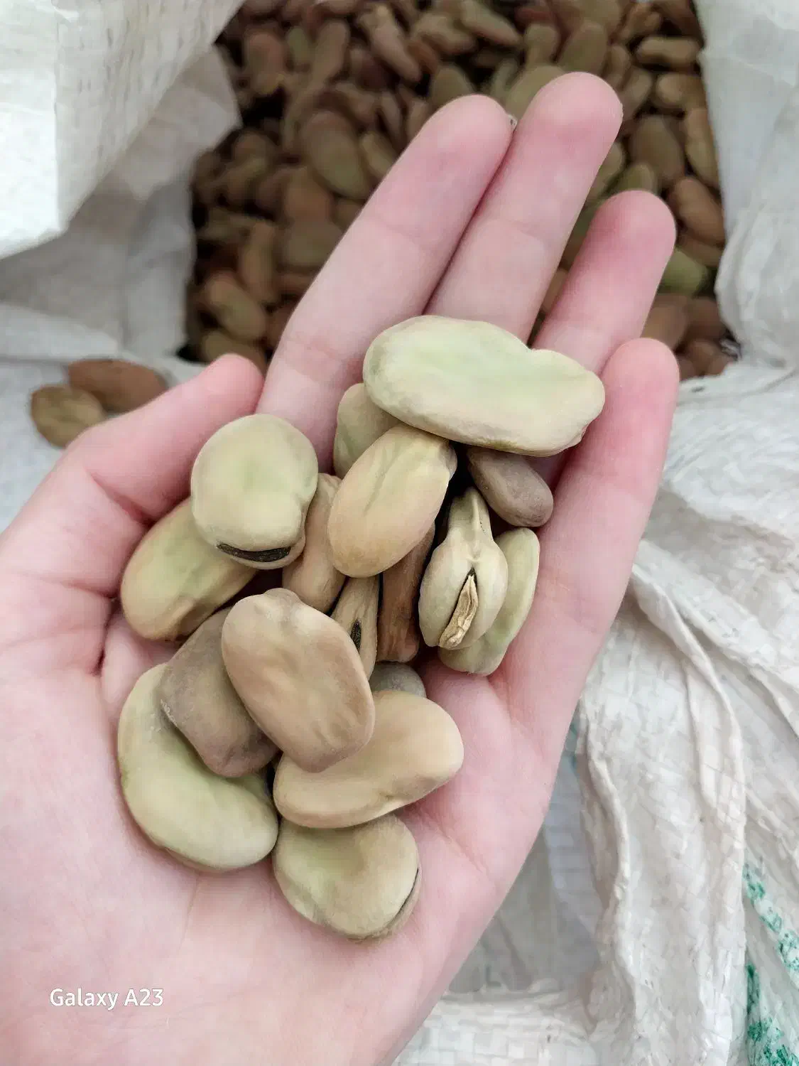 باقالی مازندرانی|خوردنی و آشامیدنی|صومعهسرا, |دیوار