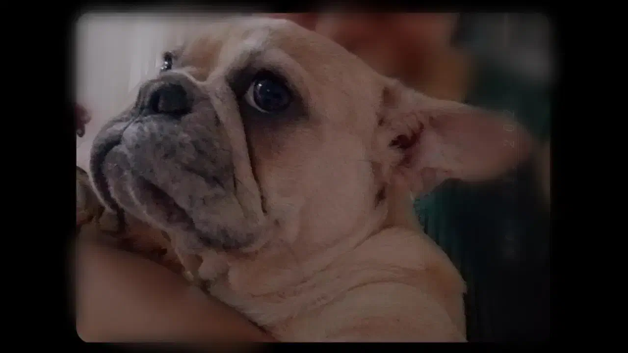 پانسیون حیوانات خانگی(ظرفیت محدود)|خدمات پیشه و مهارت|شیراز, انجیره|دیوار