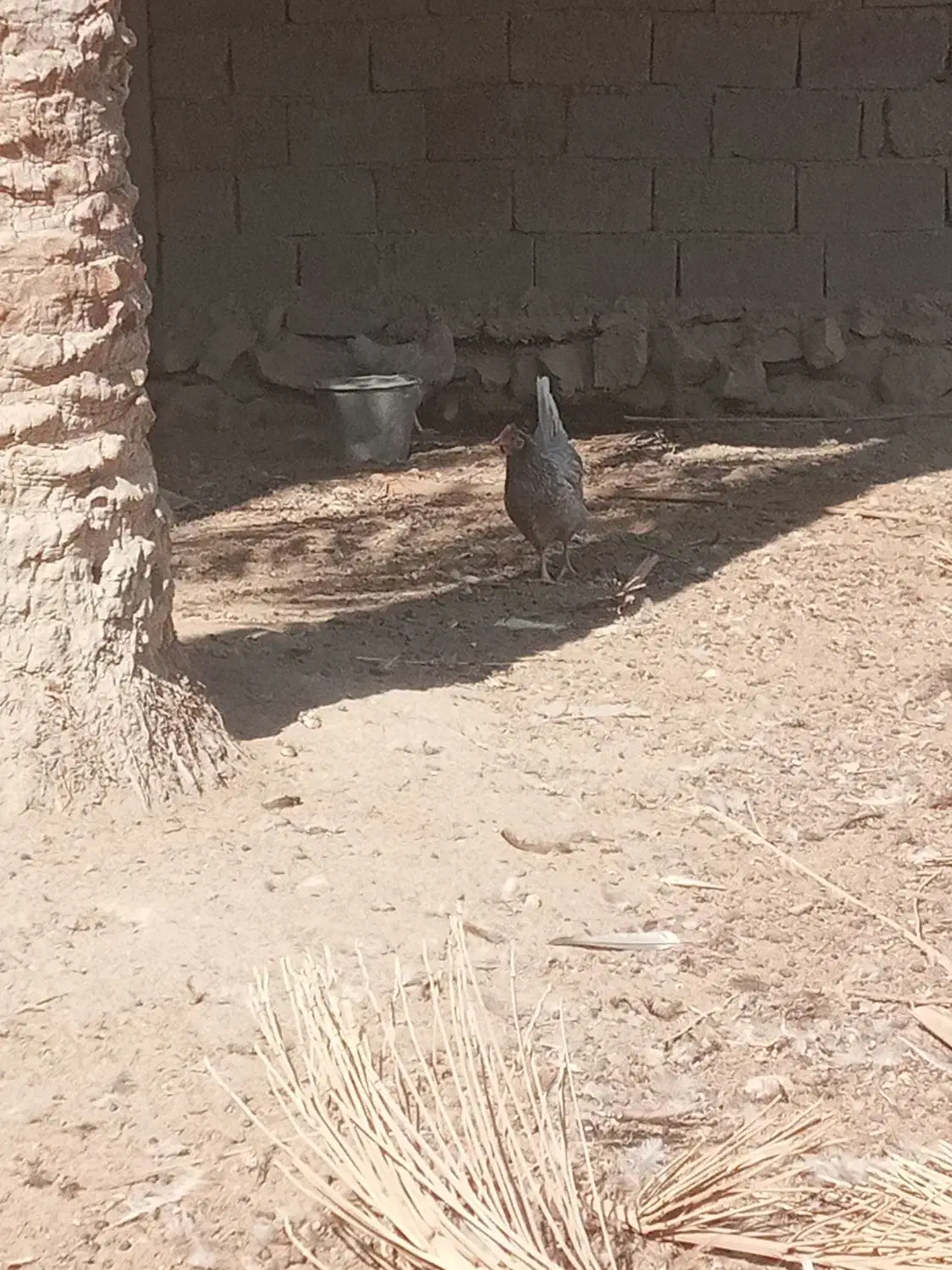 مرغ محلی طوسی|حیوانات مزرعه|برازجان, |دیوار