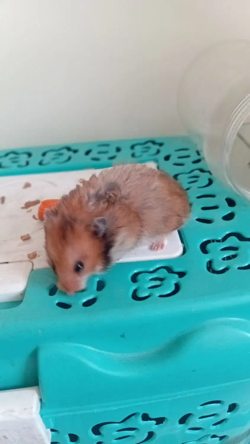 همستر|موش و خرگوش|دماوند, گیلاوند|دیوار