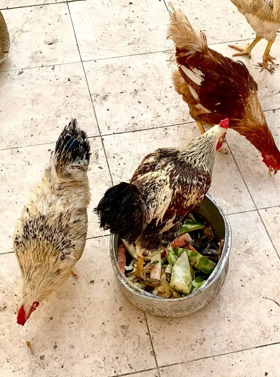 خروس|حیوانات مزرعه|کیش, |دیوار