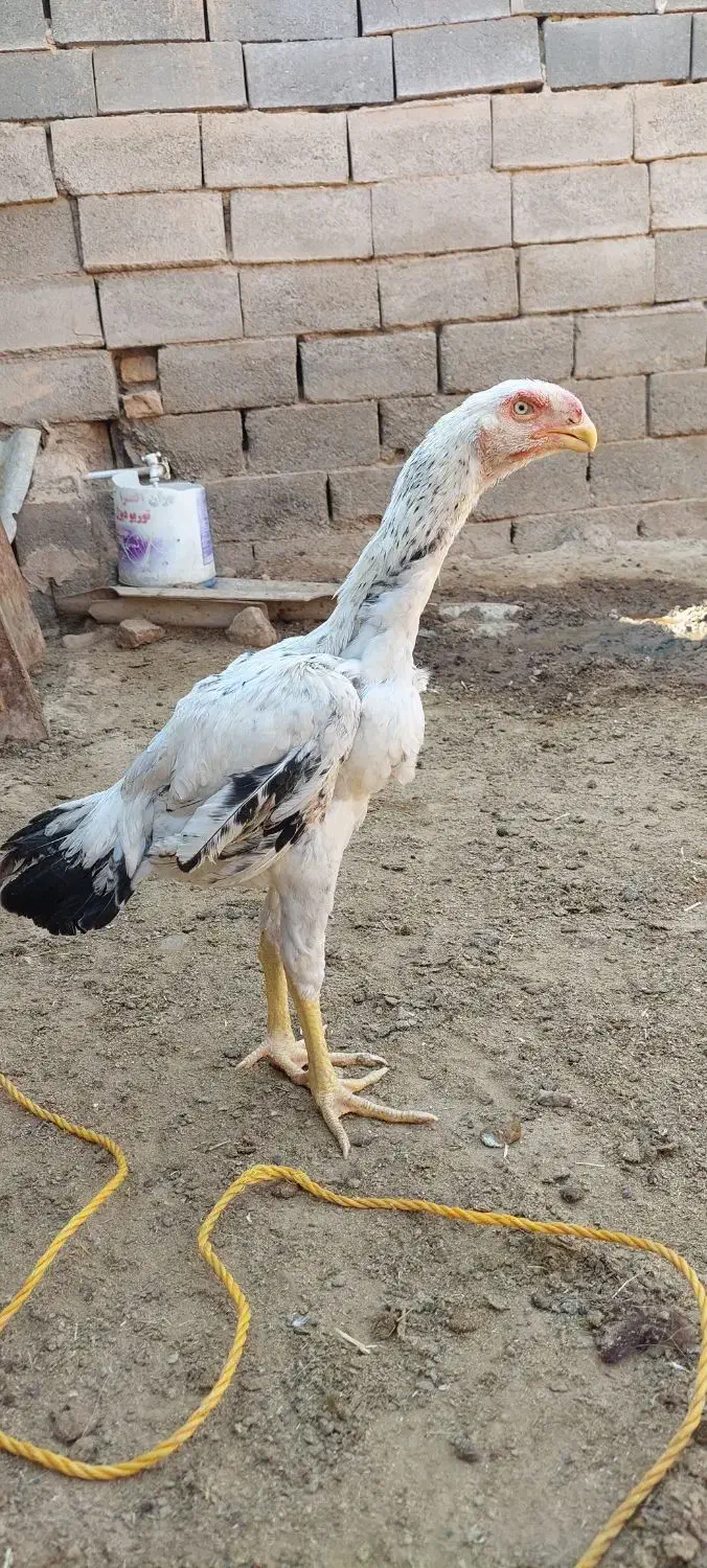 جوجه خروس|حیوانات مزرعه|سلامی, |دیوار