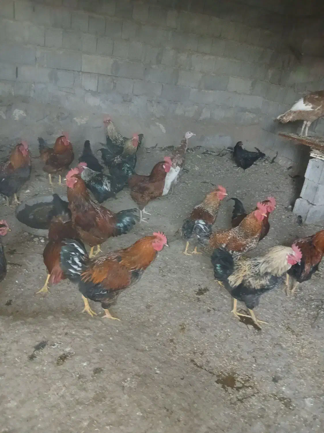 فروش خروس ارگانیک|حیوانات مزرعه|مشگین شهر, |دیوار