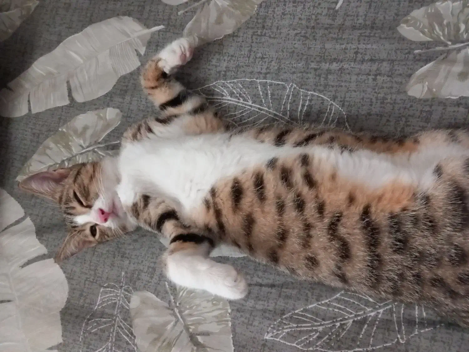 گربه شیطون و مهربون|گربه|رشت, اسماعیل آباد|دیوار