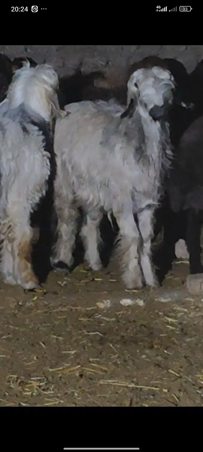 میش . بره .|حیوانات مزرعه|عسگران, |دیوار