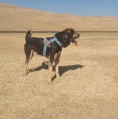 سگ عراقی ۱۹ماهه|سگ|هشترود, |دیوار