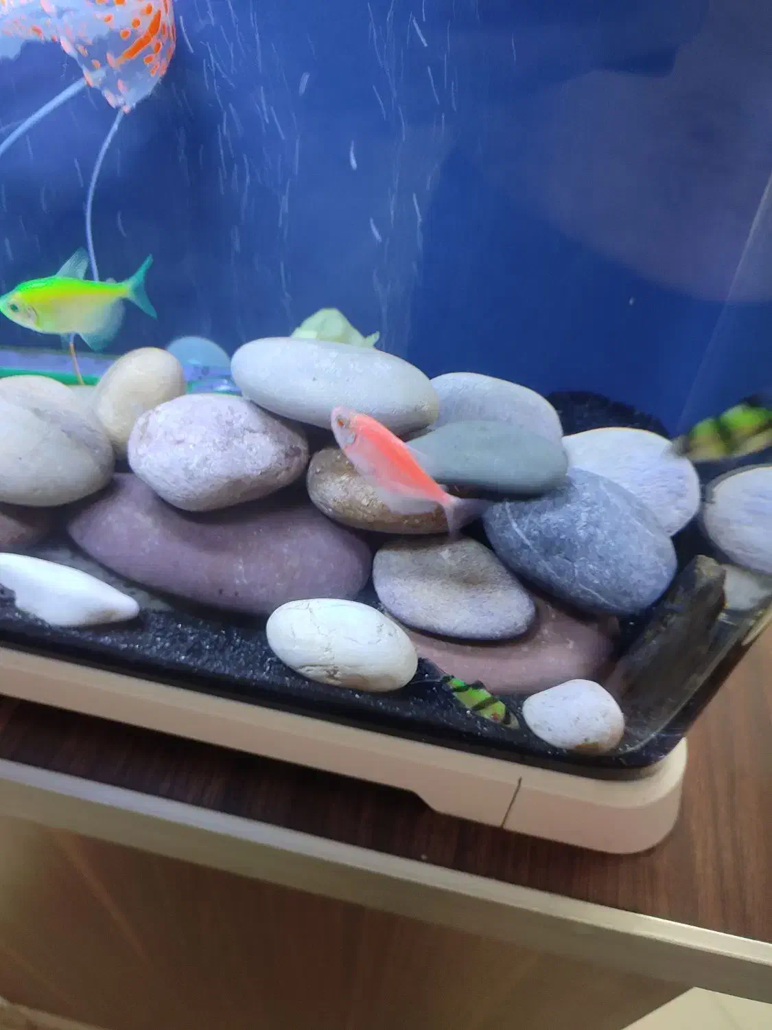 ماهی تایگر بارب|ماهی|ری, سیزده آبان|دیوار