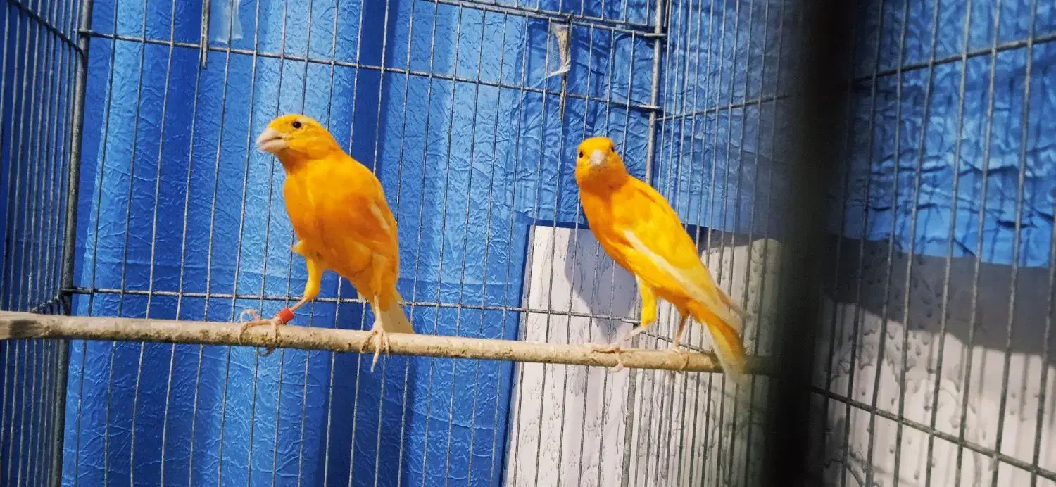 قناری، فولادشهر اصفهان|پرنده|بندر ماهشهر, |دیوار