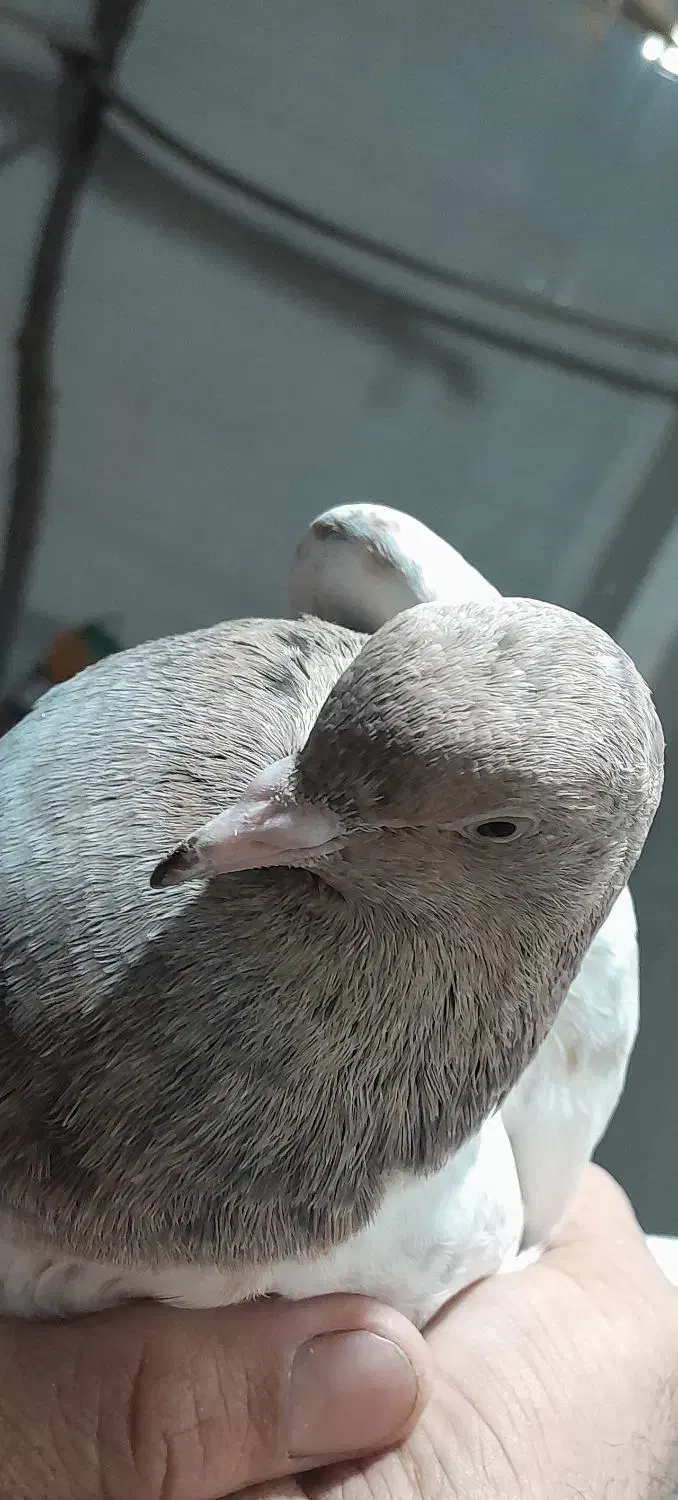 کله ای برنجی|پرنده|خرمشهر, |دیوار