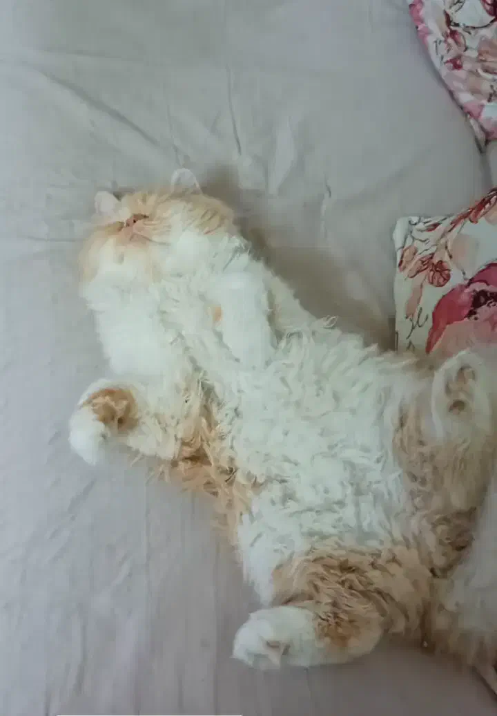 گربه برتیش|گربه|کرج, فاز ۱ مهرشهر|دیوار