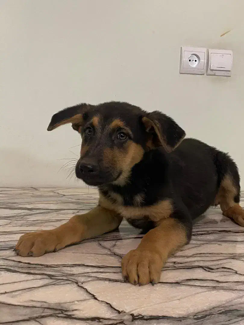 فروش دو توله ماده ژرمن اصل|سگ|کرمان, |دیوار