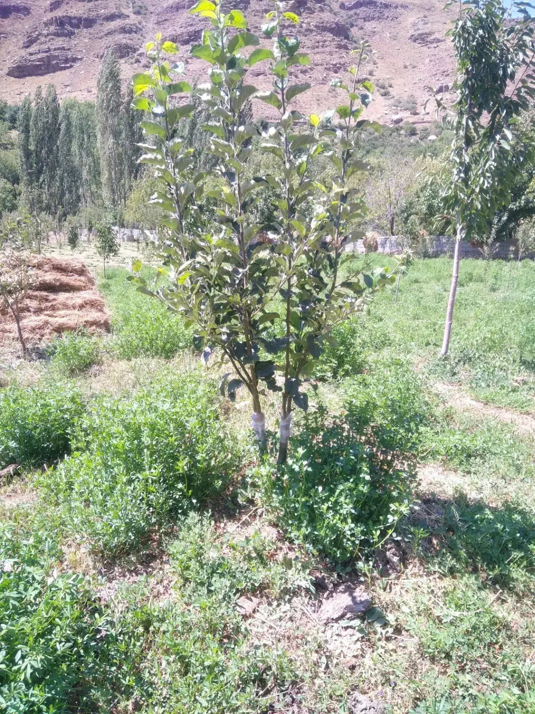 باغبانی وقلم زدن هرس کاری|خدمات باغبانی و درختکاری|مشهد, رسالت|دیوار