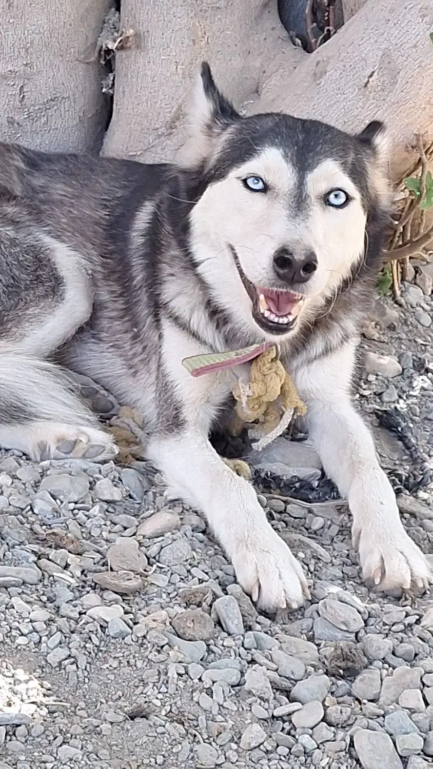 هاسکی ماده|سگ|کهنوج, |دیوار