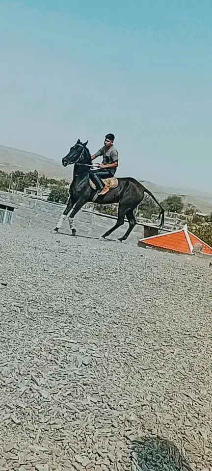 اسب|اسب و تجهیزات اسبسواری|مشهد, بالا خیابان|دیوار