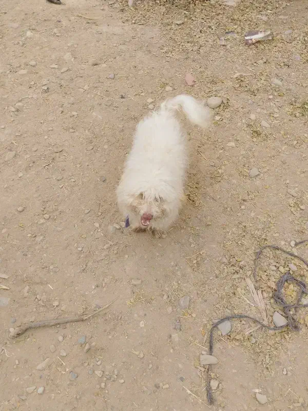 واگذاری‌|سگ|جوادآباد, |دیوار