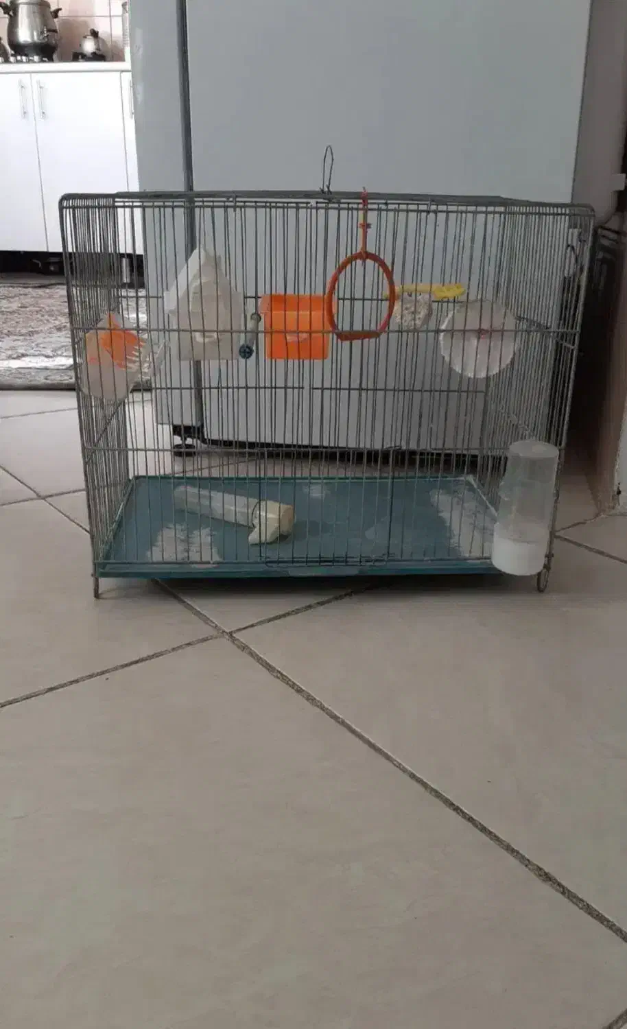 قفس پرنده|لوازم جانبی حیوانات|کرمانشاه, |دیوار