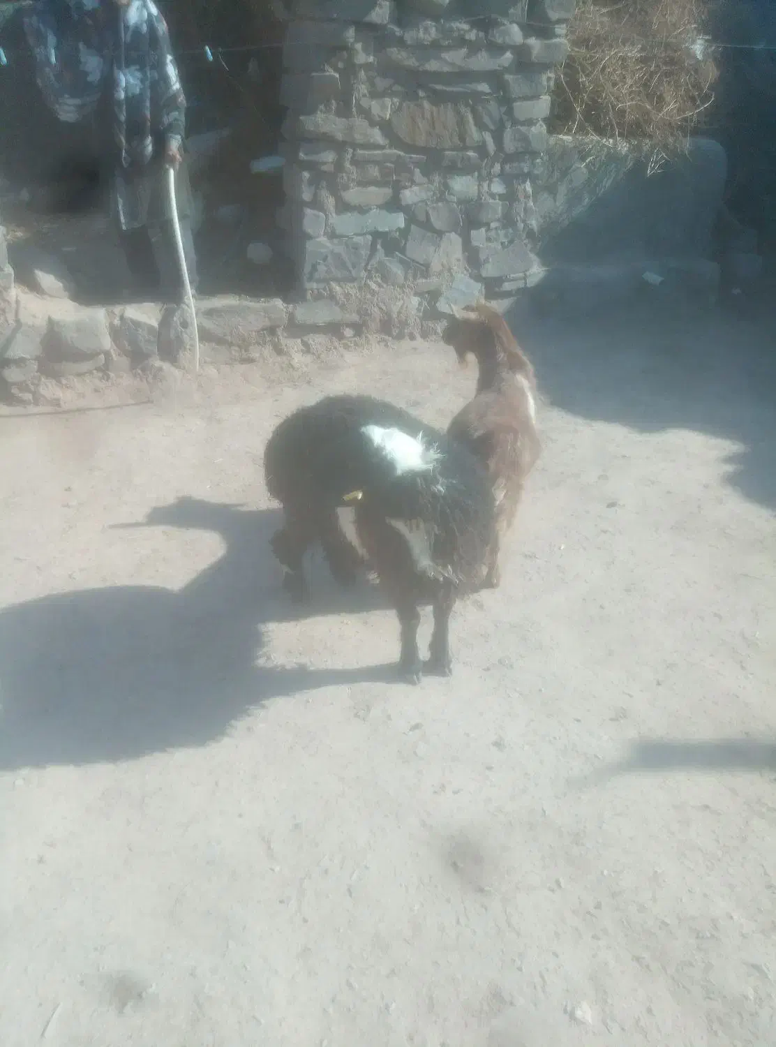 بره|حیوانات مزرعه|بیرجند, |دیوار