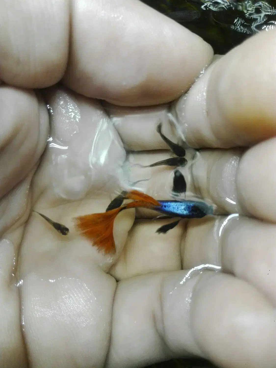 گوپی ومیگو .|ماهی|کرمان, |دیوار