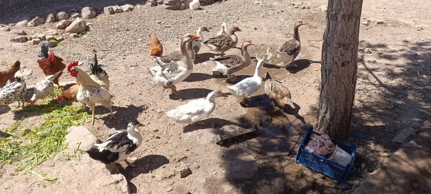 .غاز.|حیوانات مزرعه|مهربان, |دیوار