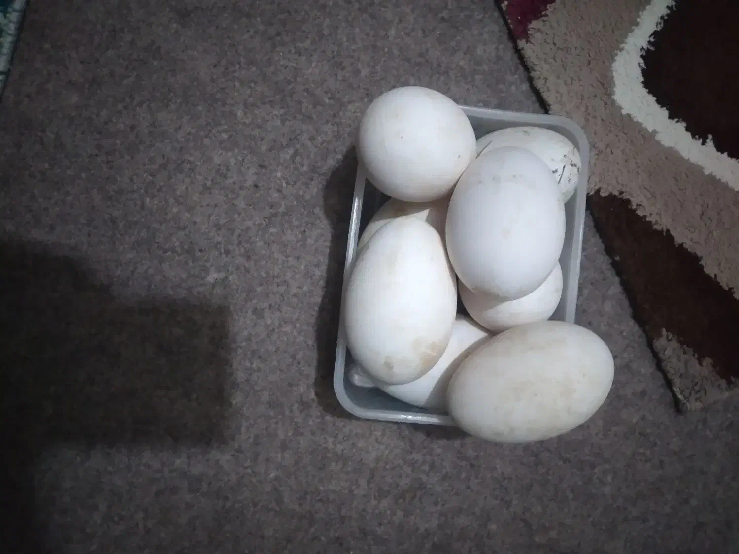 تعدادی تخم قوغاز بفروش میرسد|حیوانات مزرعه|رضوانشهر, |دیوار