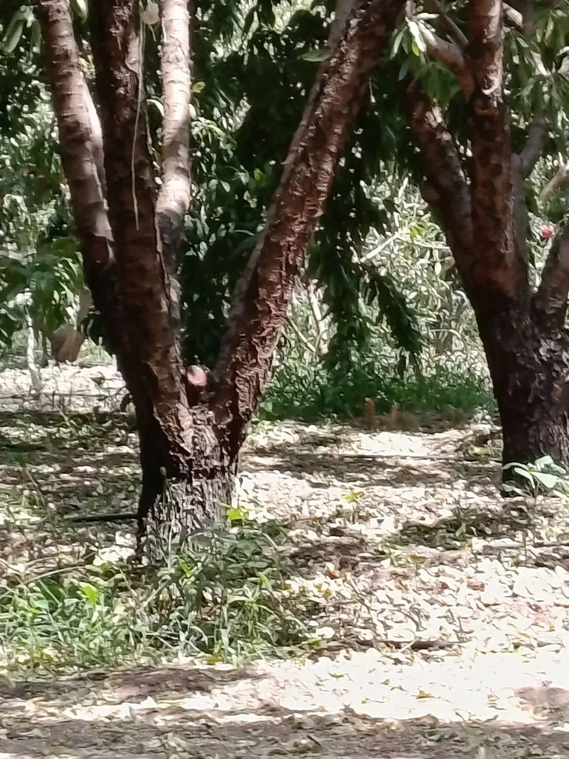 سه جریب عمان|فروش دفتر صنعتی، کشاورزی، تجاری|سامان, |دیوار