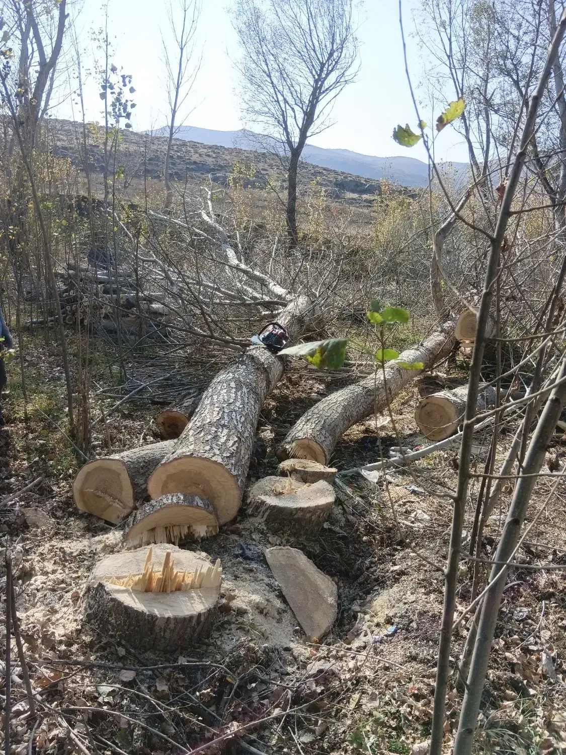 خرید و فروش درخت و چوب|خدمات باغبانی و درختکاری|ویلکیج, |دیوار