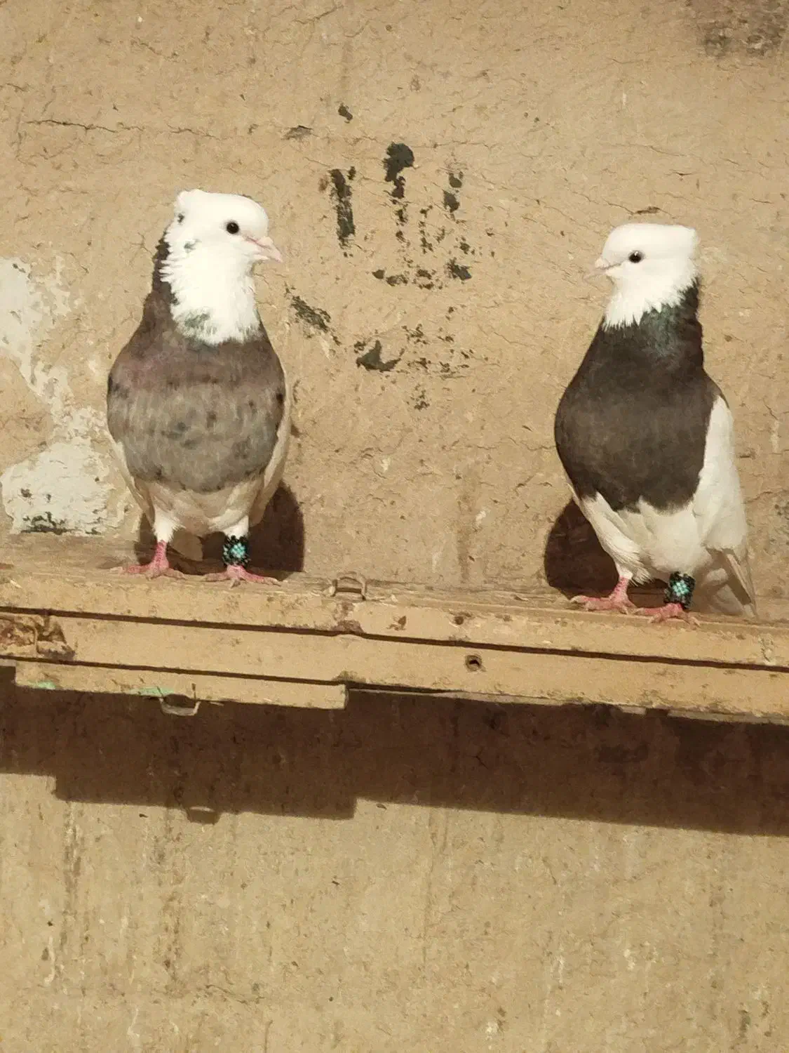 طوقی تهرانی|پرنده|ماهیدشت, |دیوار