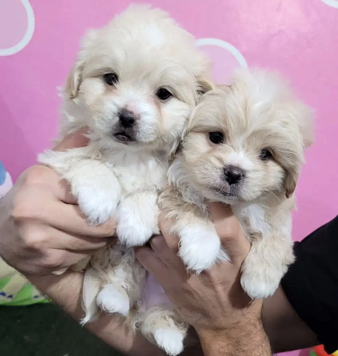 سگ پاپی پامر شیتزو کراس جیبی عروسکی|سگ|اصفهان, خانه اصفهان|دیوار