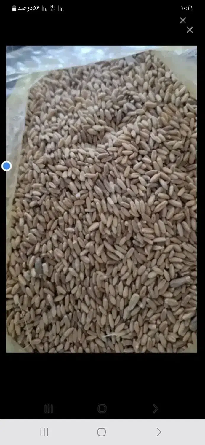 گندم|خدمات باغبانی و درختکاری|نورآباد, |دیوار