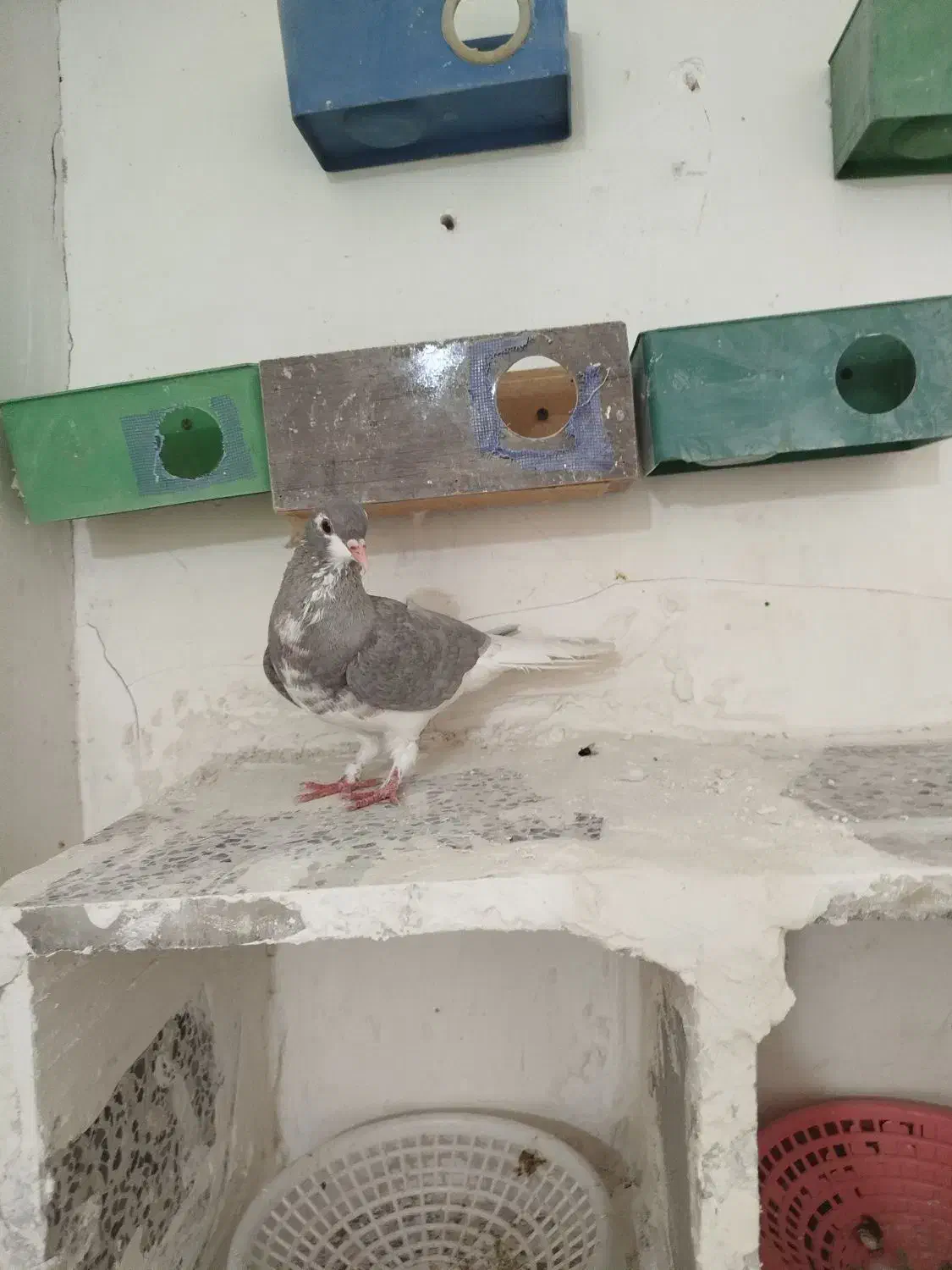 طوقی نقد و معاوضه با عروس هلندی|پرنده|یاسوج, |دیوار