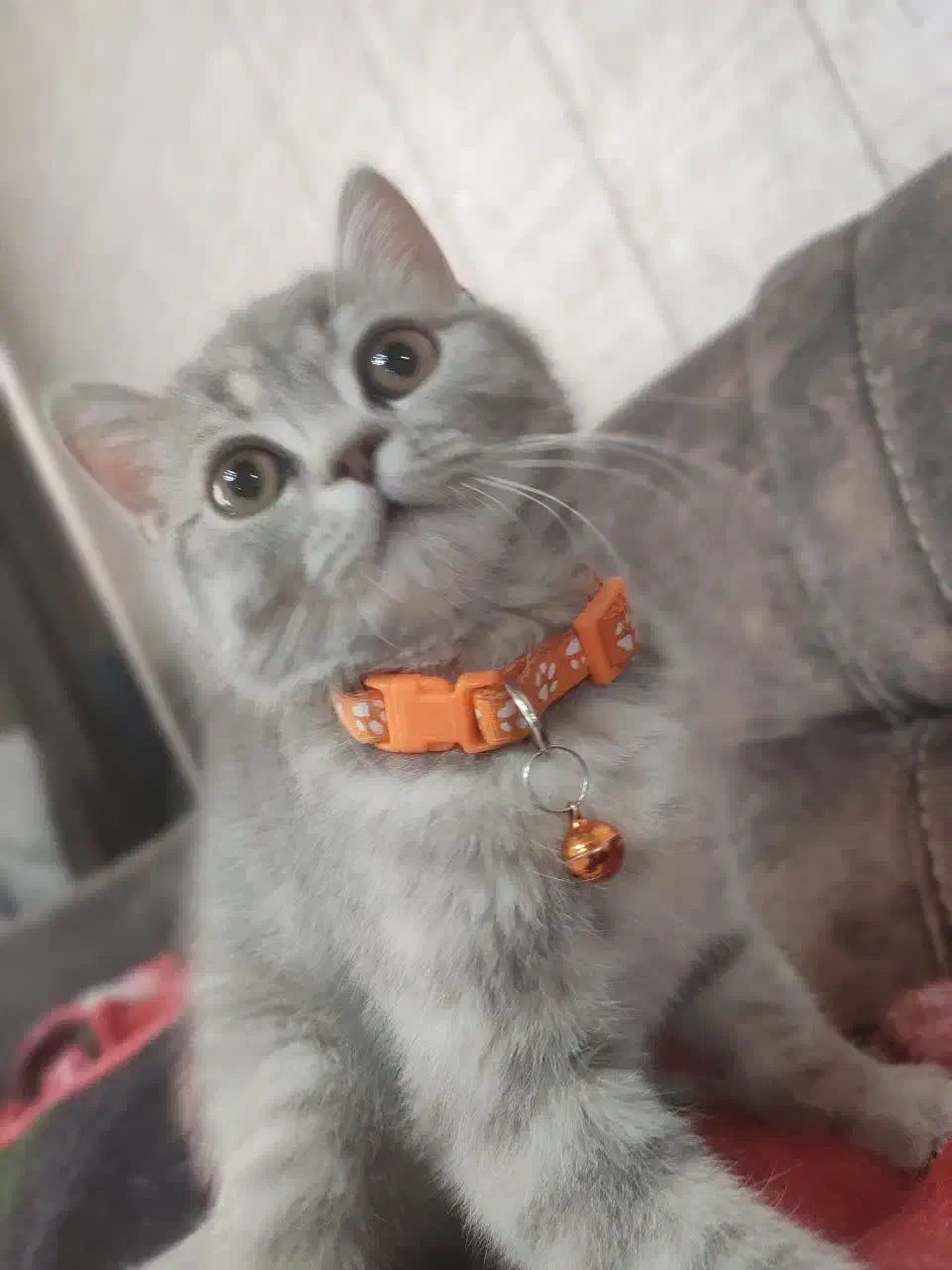 گربه|گربه|مهریز, |دیوار