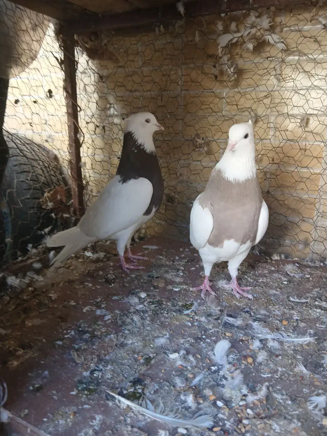 کبوتر طوقی|پرنده|مبارکه, |دیوار