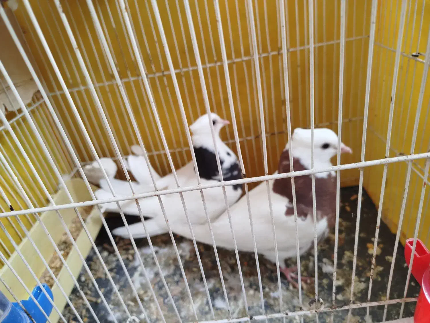 یه جفت طوقی کاکلی هردو با هم ۴۵۰|پرنده|سبزوار, امیر کبیر|دیوار