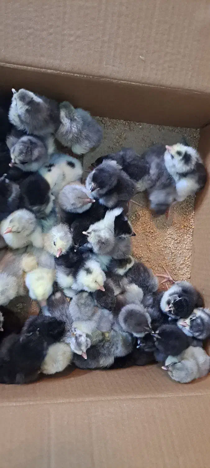 جوجه طوسی متولد سوزنی گلین مرغ لری جوجه|حیوانات مزرعه|اصفهان, شهید رجایی|دیوار