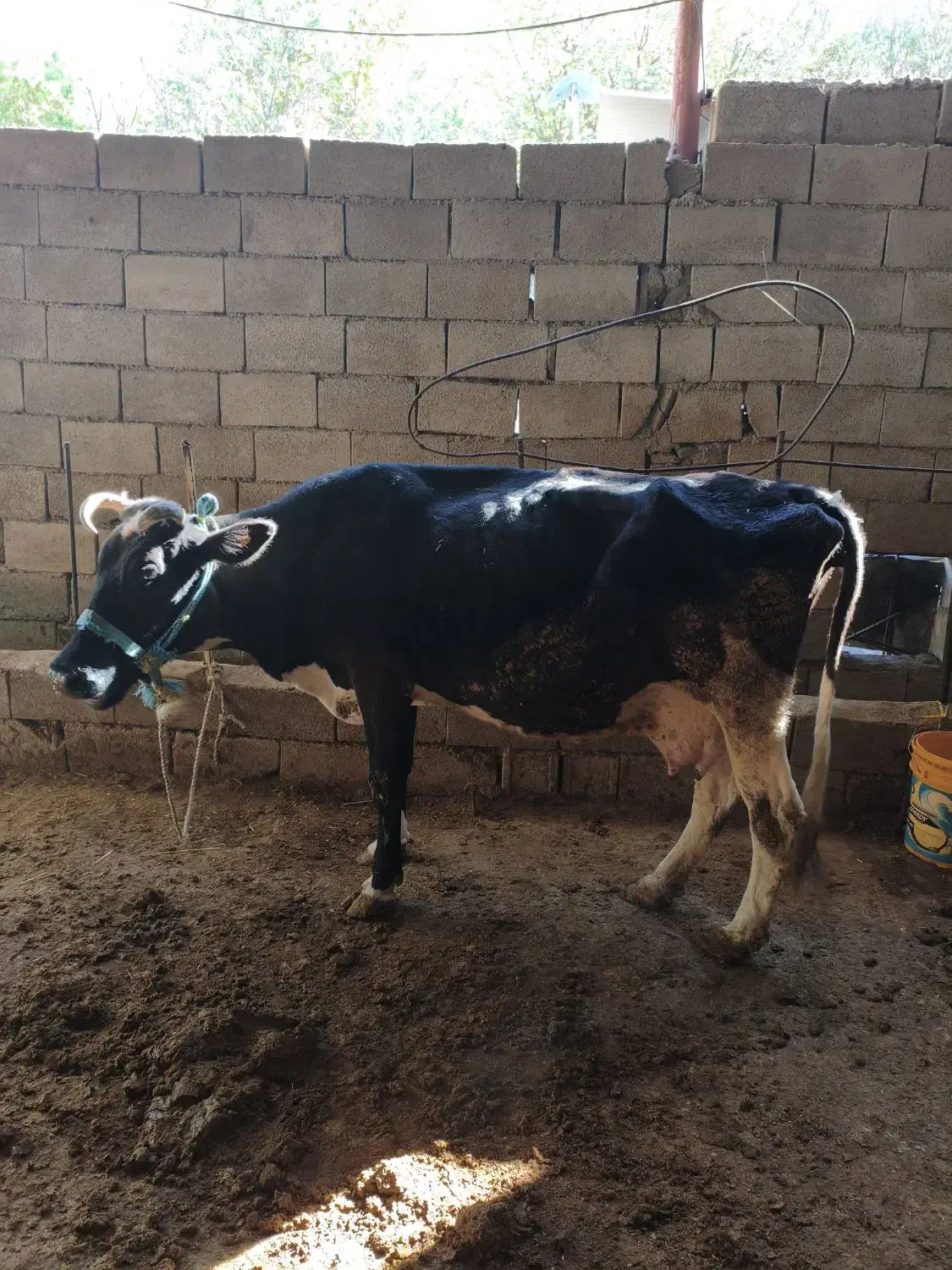 گاو قصابی|حیوانات مزرعه|اندیکا, |دیوار