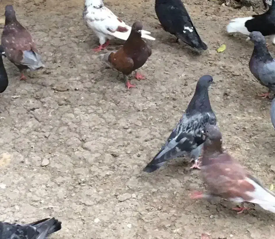 فروش کبوتر پرشی ساعتی قرمز، سبز و تلخ|پرنده|ساری, |دیوار