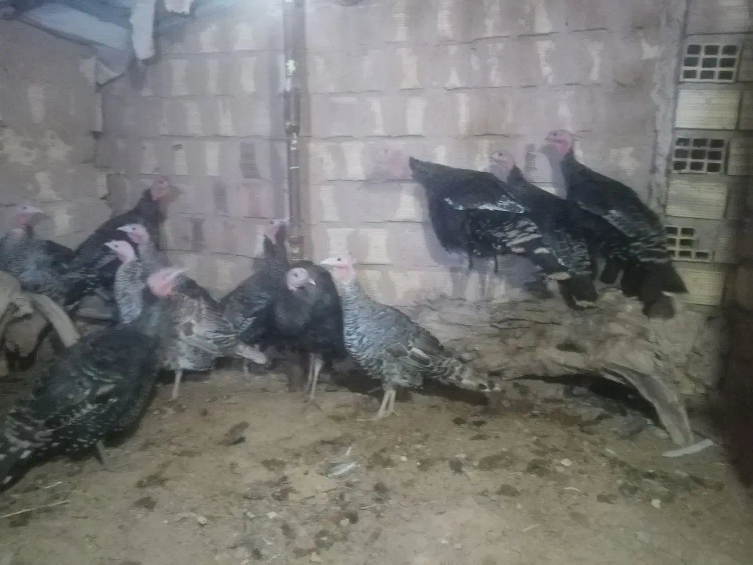 بوقلمون محلی|حیوانات مزرعه|سده (خراسان جنوبی), |دیوار