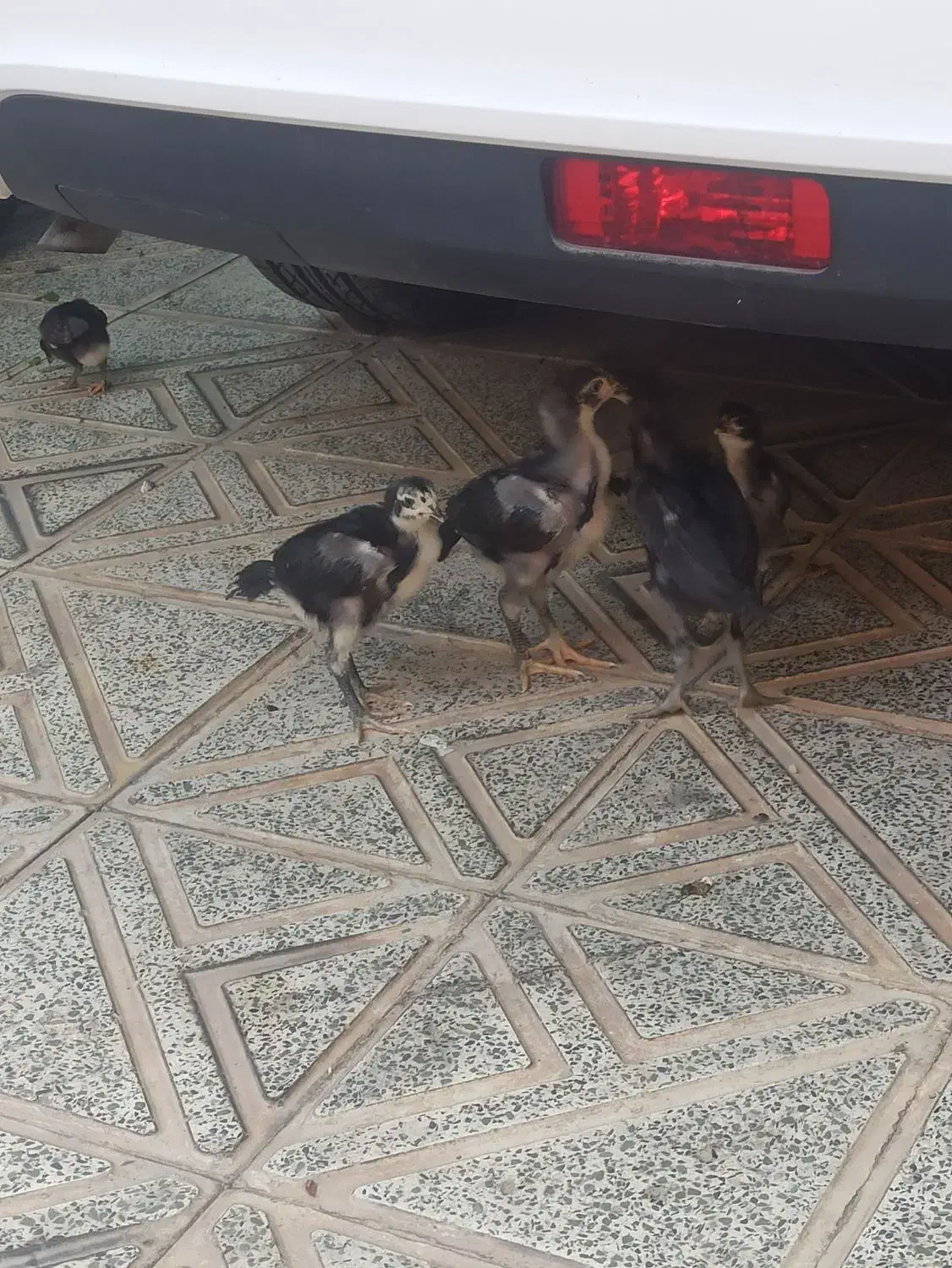 جوجه لاری اصیل|حیوانات مزرعه|هشتگرد, هشتگرد قدیم|دیوار