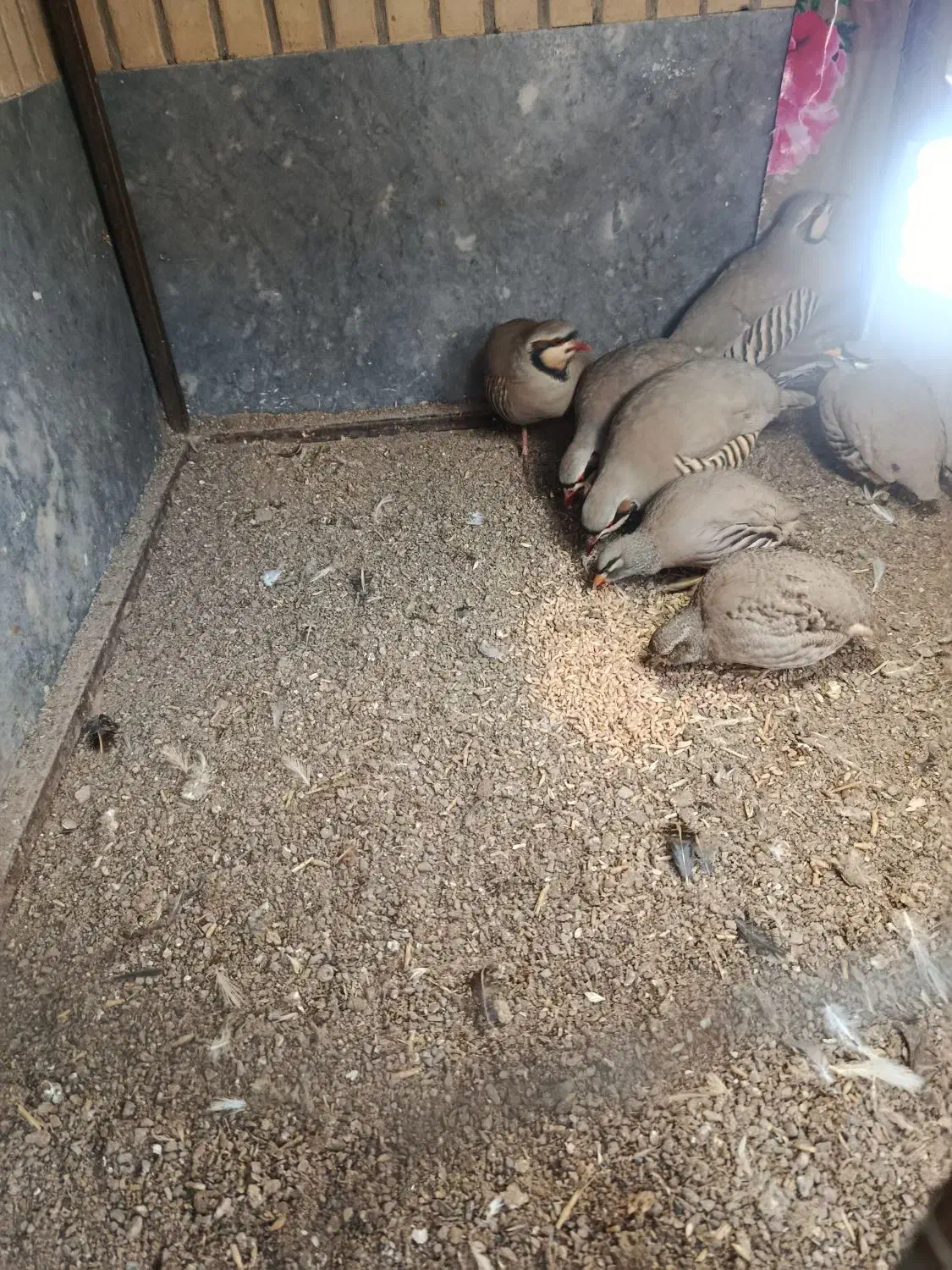 بوقلمو|حیوانات مزرعه|ایرانشهر, |دیوار