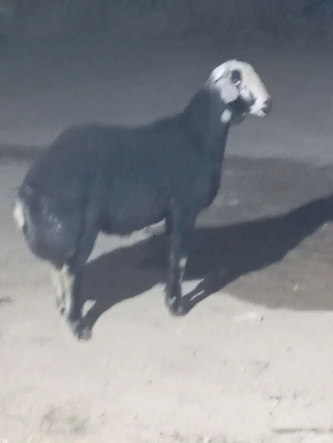 بره قوچ|حیوانات مزرعه|فرمهین, |دیوار