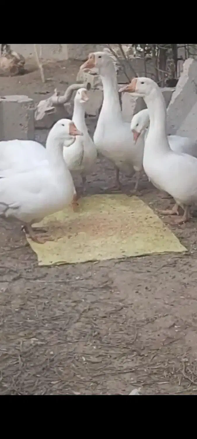 فروش قوغاز|حیوانات مزرعه|یاسوج, |دیوار